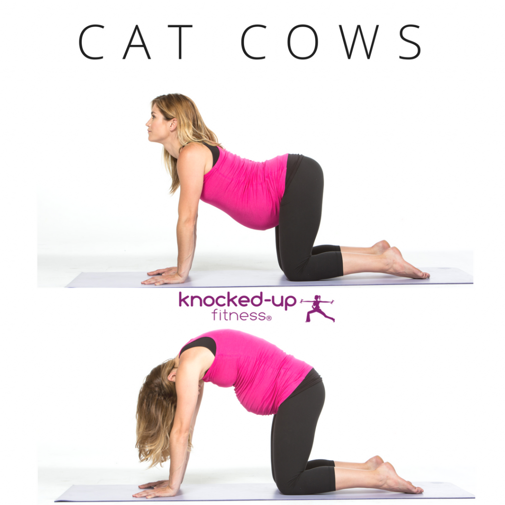 picture of cat cows in prenatal fitness certification