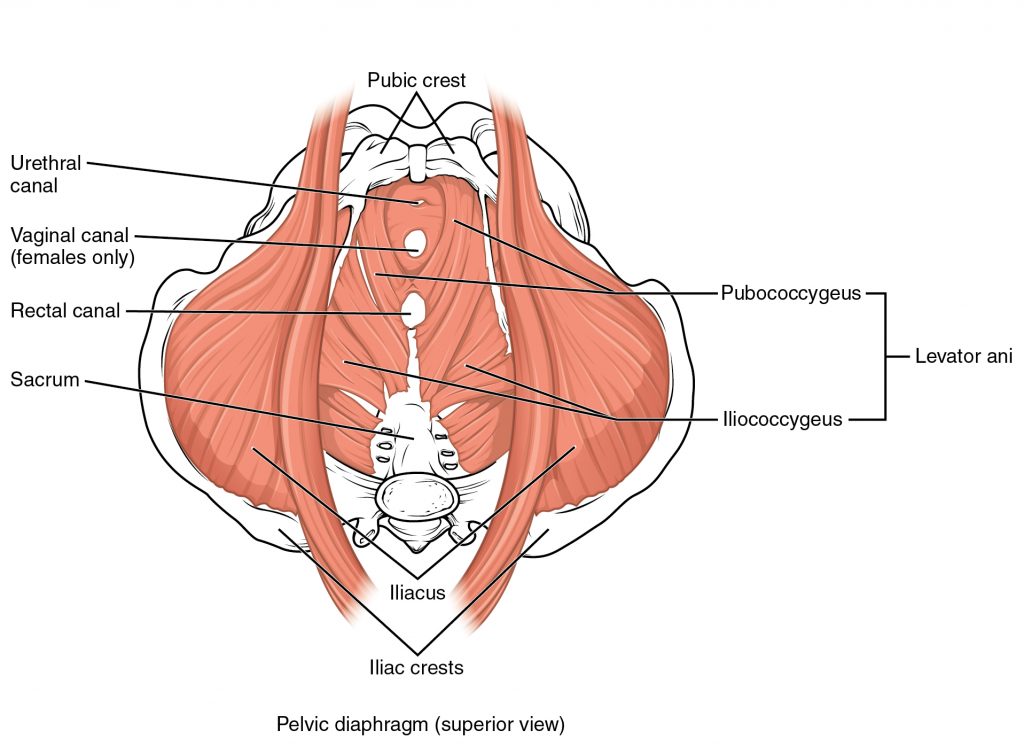 picture of pelvic floor muscles